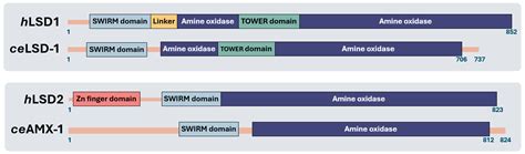 LSD2 Is an Epigenetic Player in Multiple Types of Cancer and Beyond