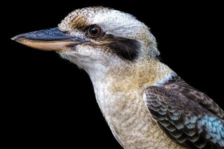 Curtin Radio Listen Live - 100.1 MHz FM, Perth, Australia | Online ...