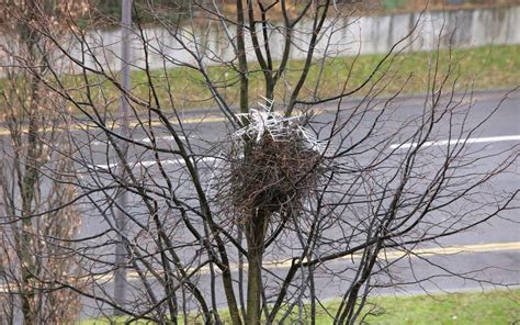 Crows and Magpies Are Building Nests with Anti-Bird Spikes — Colossal