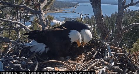 Baby eagle watch: Big Bear's bald eagle couple Jackie and Shadow ...