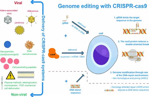 DNA Editing 的图像结果