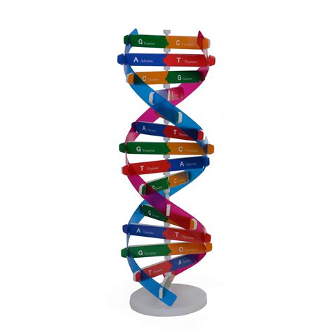 SPRING PARK DNA Models Double Helix Structure India | Ubuy