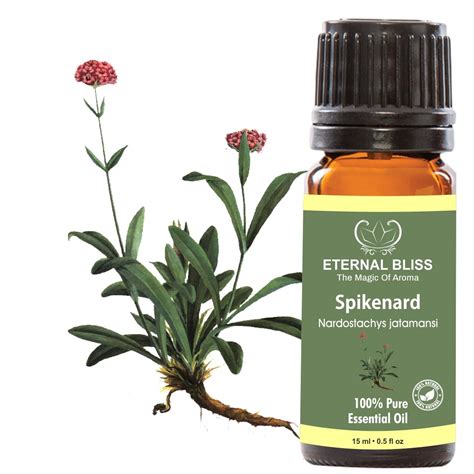 Eternal Bliss Spikenard Essential Oil(Nardostachys jatamansi) 100% Pure ...