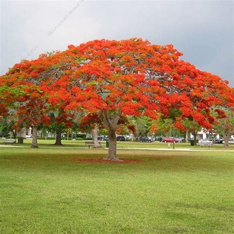 Gulmohar Tree 12-16 ft. - Gulmohar - Gulmohar Trees - Trees | Della Nursery
