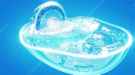 Image result for Cell Structure Animation