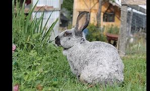 Image result for Raising Meat Rabbits Cage