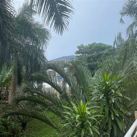 VILLA DE SIERRA VISTA BAY AND MOUNTAIN VIEW INN (Palawan Island/Puerto ...