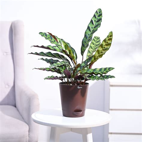 Calathea Rattlesnake Plant – Ugaoo