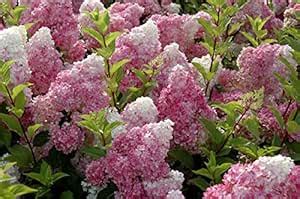 NooElec Seeds India Flower Seeds Combo Pack for Winter Climate ( 5 ...