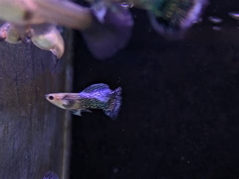Blue dragon guppy – Splashy Fin Aquarium Bengaluru