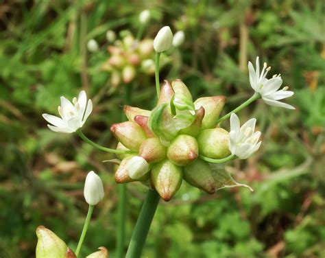 Wild Onion Plant