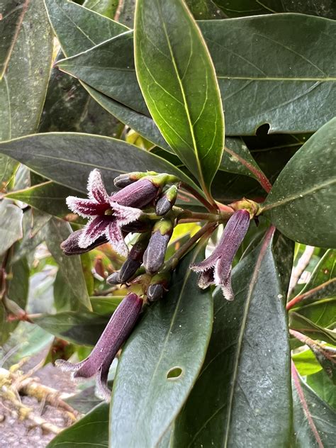 Quinine Tree Great Native Plant: Grow Wild Quinine For Its Unique