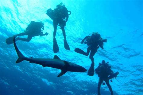 Scuba Diving In Miami: 10 Adventurous Spots For All Divers!