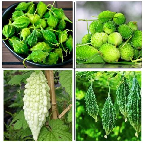 Sams Garden Store 4 Types Of Desi Vegetable Seeds (Non-Hybrid) (3Types ...