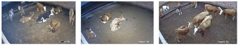 Adltformer Team-Training with Detr: Enhancing Cattle Detection in Non ...