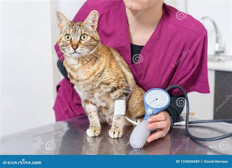 Veterinary Doctor Checking Blood Pressure of a Cat Stock Image - Image ...