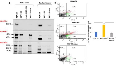 Neuropilin-1 Knockout and Rescue Confirms Its Role to Promote ...
