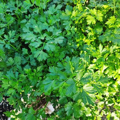 Vinty's Veggies (South Hill, Anguilla): Hours, Address - Tripadvisor