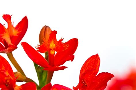 Gulmohar flower png Images - Free Download on Freepik