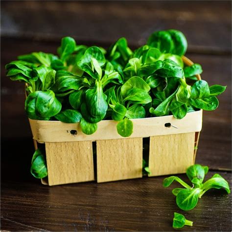 Buy Corn Salad seeds Online | Happy Valley Seeds