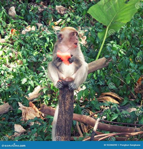 Monkey eating watermelon stock photo. Image of nature - 92286090