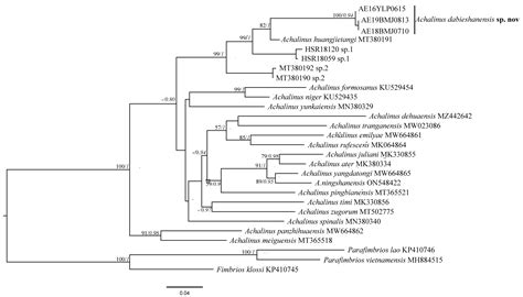 A New Species of the Genus Achalinus (Squamata: Xenodermidae) from the ...
