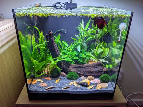 5 gallon betta tank - dynamicbery