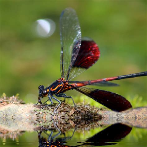Download wallpaper 2780x2780 dragonfly, insect, close-up ipad air, ipad ...