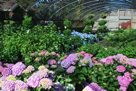 SHADE PERENNIALS | portlandavenursery