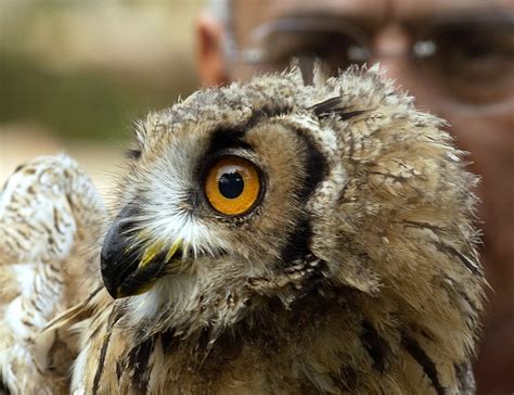 Amid Diwali, Forest Officials Are Busy Protecting Owls & Turtles Who ...
