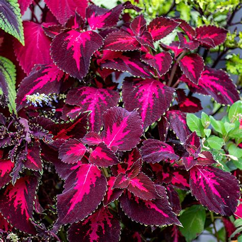 Buy Coleus Kingswood Torch Seeds – Bold Magenta and Burgundy Foliage ...