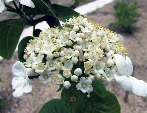 Tips to Grow and Care For Snowball Bush Viburnum | Plantly