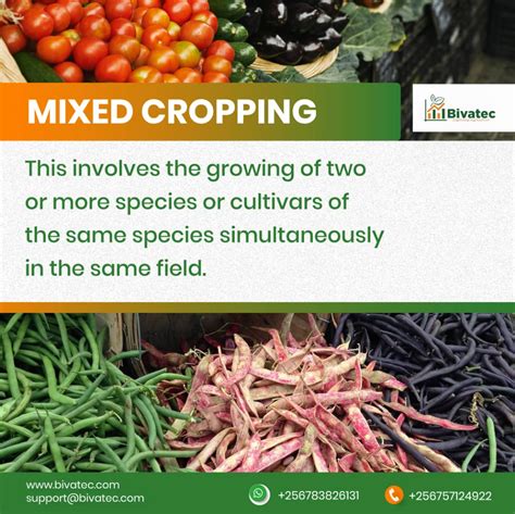 What Are 4 Types Of Cropping System - Design Talk
