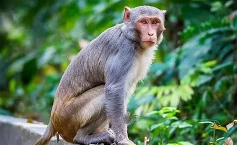 Worsening Monkey Disease in Chikkamagaluru: Affected Cases Rise to 9