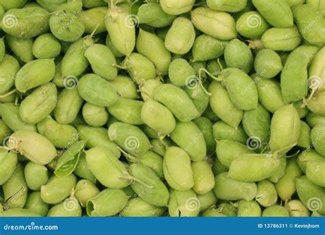 Fresh Garbanzo Beans stock image. Image of beans, hispanic - 13786311