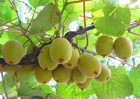 亟待整合壮大的软枣猕猴桃产业-行业动态-中国猕猴桃网