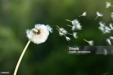 Image result for Small Spring Compressor Tool