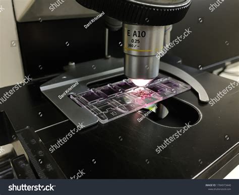 Image result for Objective Slide for Science