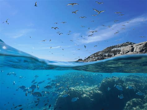 Image result for Trolling for Fish