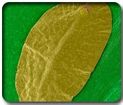 ORGANIC FARMING :: Pest Management of Agricultural Crops