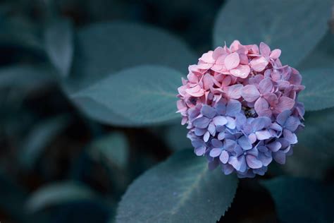 [100+] Hydrangea Wallpapers | Wallpapers.com