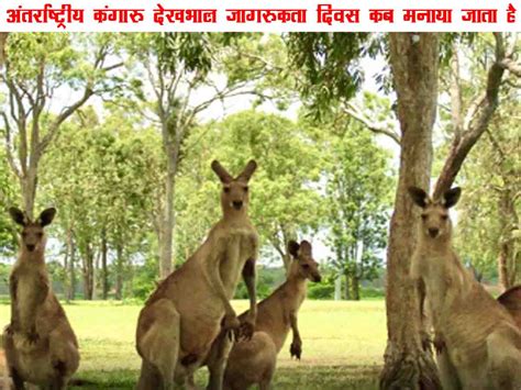 अंतर्राष्ट्रीय कंगारू देखभाल जागरूकता दिवस कब मनाया जाता है ...