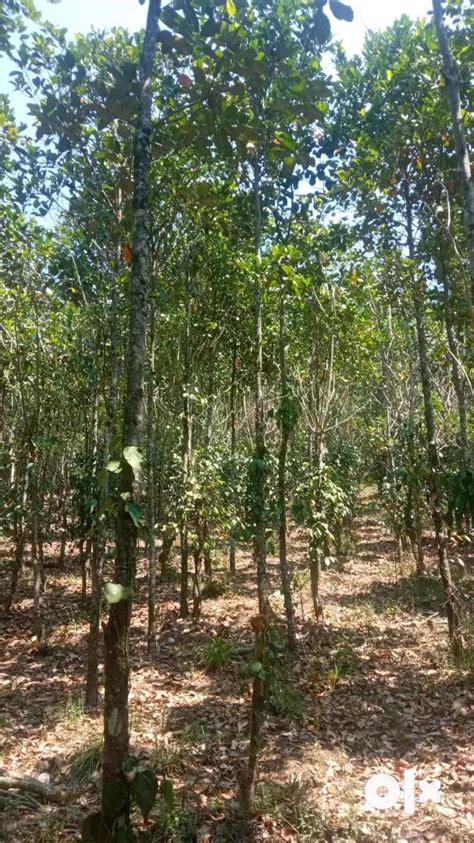 1.80 acre land for sale - Lands & Plots - 1771310453