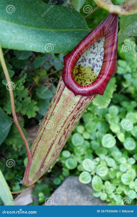 Nepenthes - Carnivorous Plant, Tropical Pitcher Plant or Monkey Cup ...