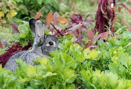 Image result for Rabbit Nest in a Garden