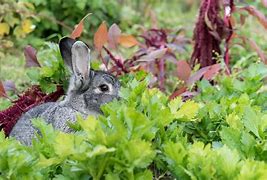 Image result for Bunny Rabbit in Garden