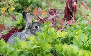 Image result for Bunny in Garden