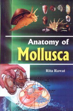 Anatomy of Mollusca : Rita Rawat: Amazon.in: Books
