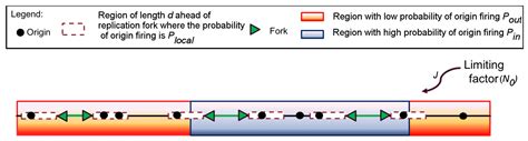Organization of DNA Replication Origin Firing in Xenopus Egg Extracts ...