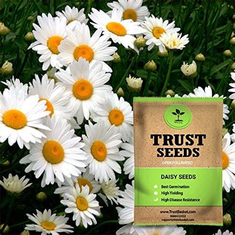 TrustBasket Premium Flower Daisy Seeds (Open pollinated) | Sow and Grow ...